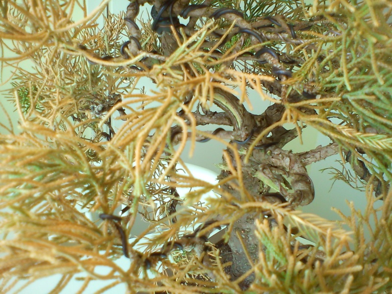 HELP! San Jose Juniper dying?