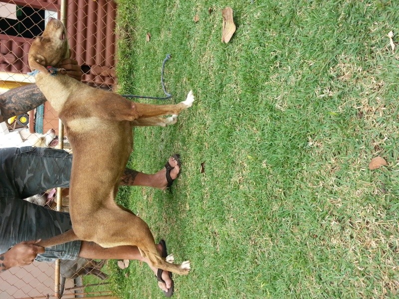 18mo HOUND,AIRDALE,BULL female forsale 20130311