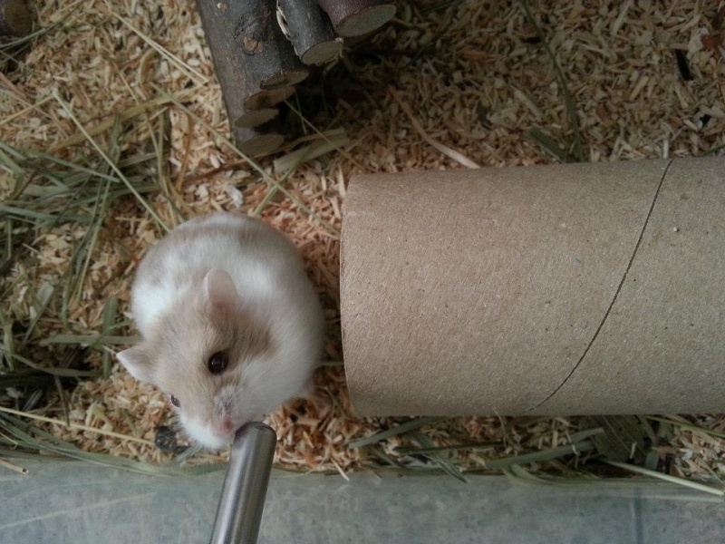 Femelle Hamster Campbell a adopter 48237811
