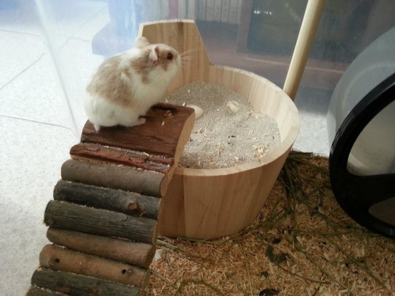 Femelle Hamster Campbell a adopter 5393_211