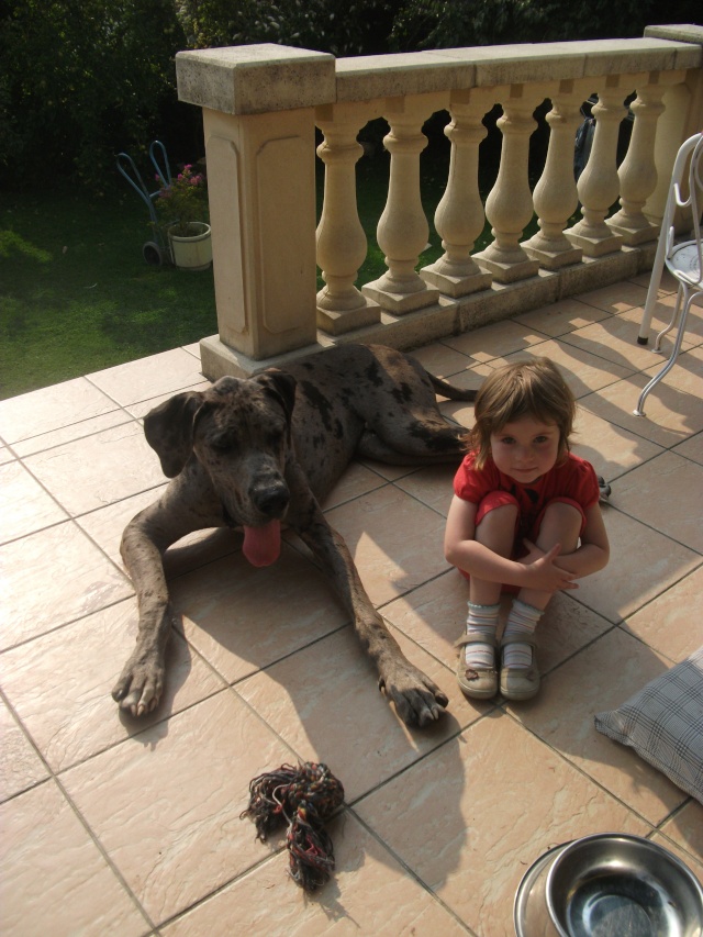 Haddock - Magnifique dogue allemand gris arlequin - Né le 8/10/2012 - Adopté !!!!  ( dans le 80) Dscf3716