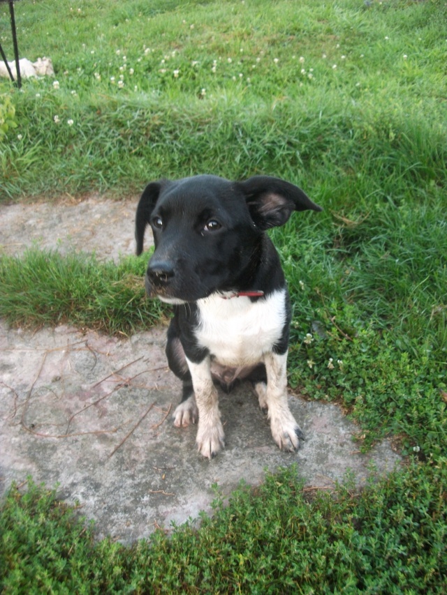 Iggins - chiot croisé labrador - noir et blanc né le 01/05/2013 - Adopté dans le 80 Dscf3816