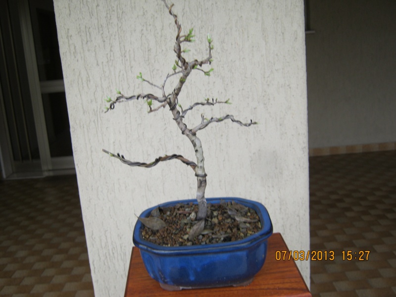 Piccoli bonsai crescono Kako_e10