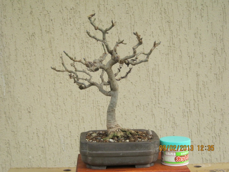 Il mio primo bonsai Prova_22