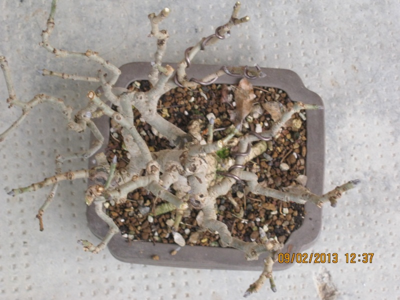Il mio primo bonsai Prova_24