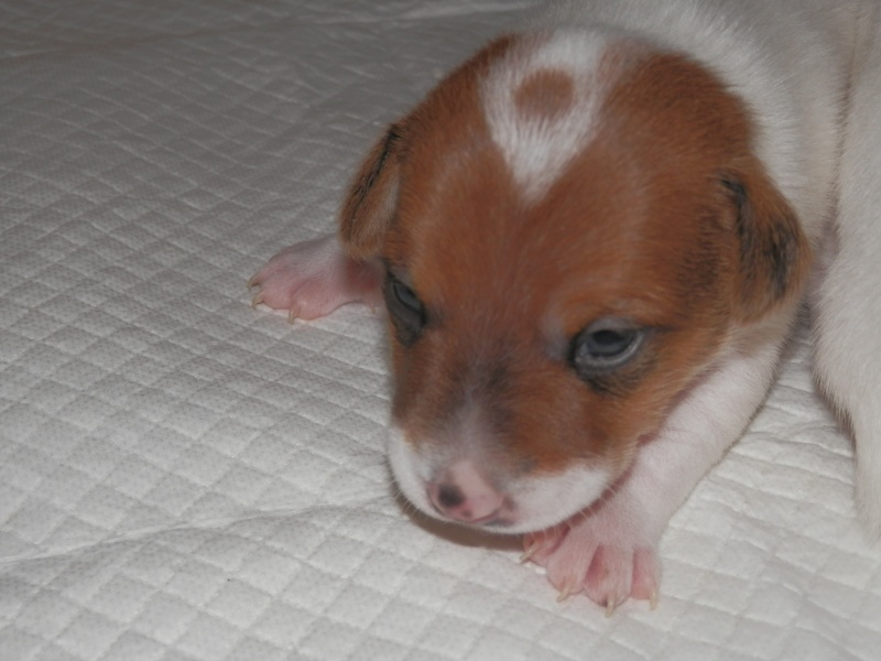 cuccioli - ...in arrivo fiocchi rosa e blu... - Pagina 6 P3070913