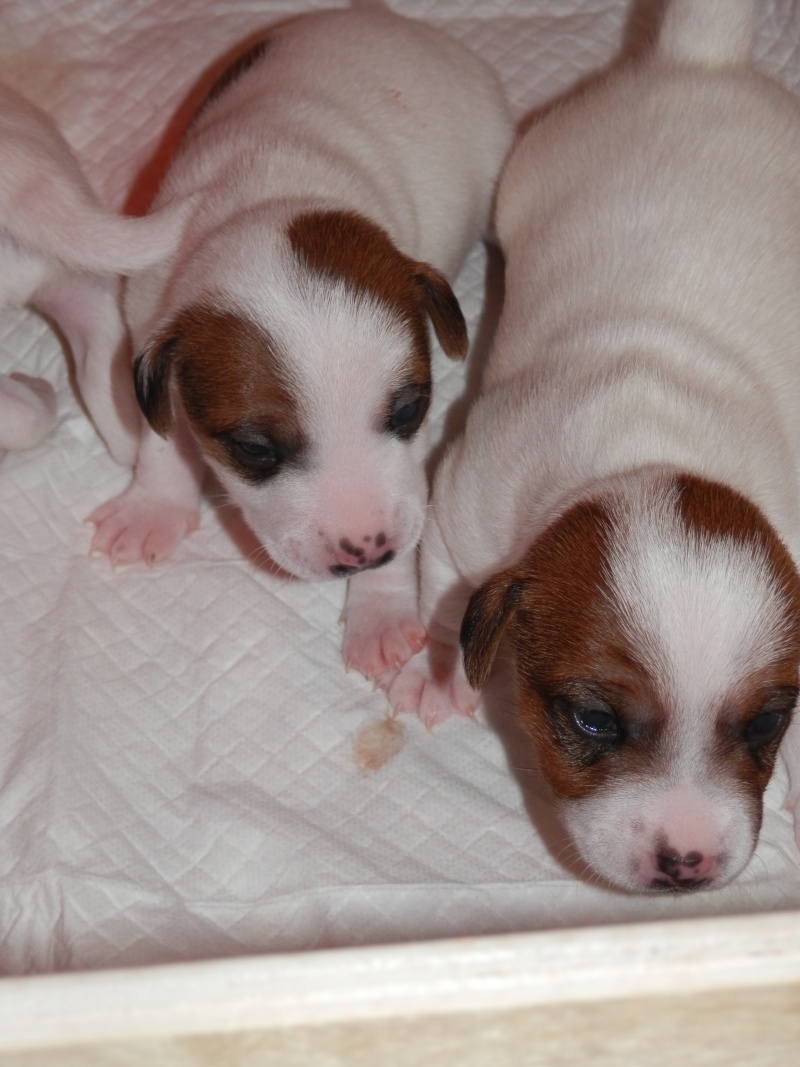 cuccioli - ...in arrivo fiocchi rosa e blu... - Pagina 6 P3070914