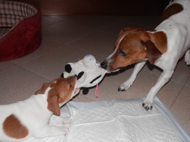 cuccioli - ...in arrivo fiocchi rosa e blu... - Pagina 7 P4021415