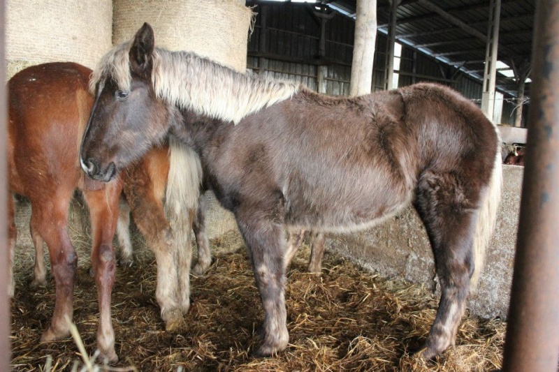 (76) Chaïna, pouliche de 1 an sauvée par Ranchduvercor!! 30747710