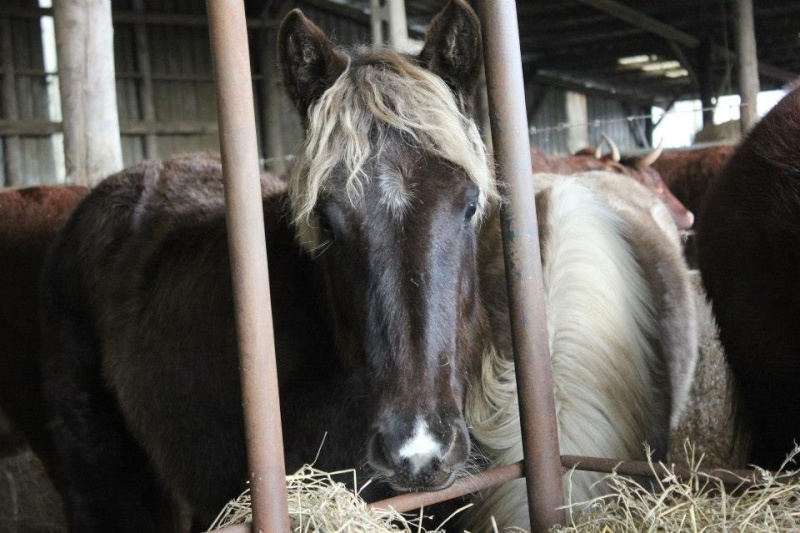 (76) Chaïna, pouliche de 1 an sauvée par Ranchduvercor!! 52156210