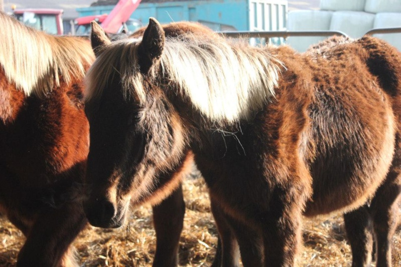 (76) Cisko, poulain de 1 an réservé par Julie Dehay!!  55976110