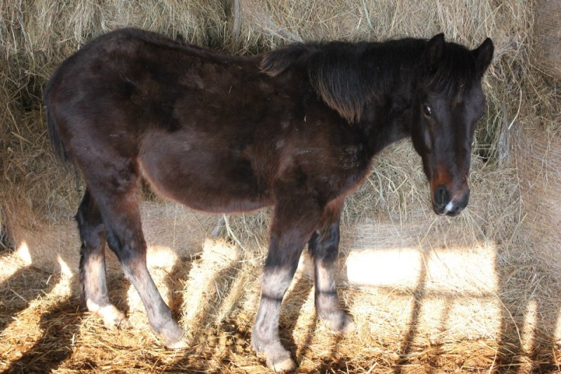 Le beau Choyun adopté par Katherine H!  55980510