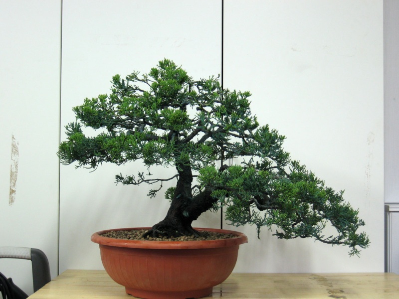 Juniperus Chinensis Img_4935