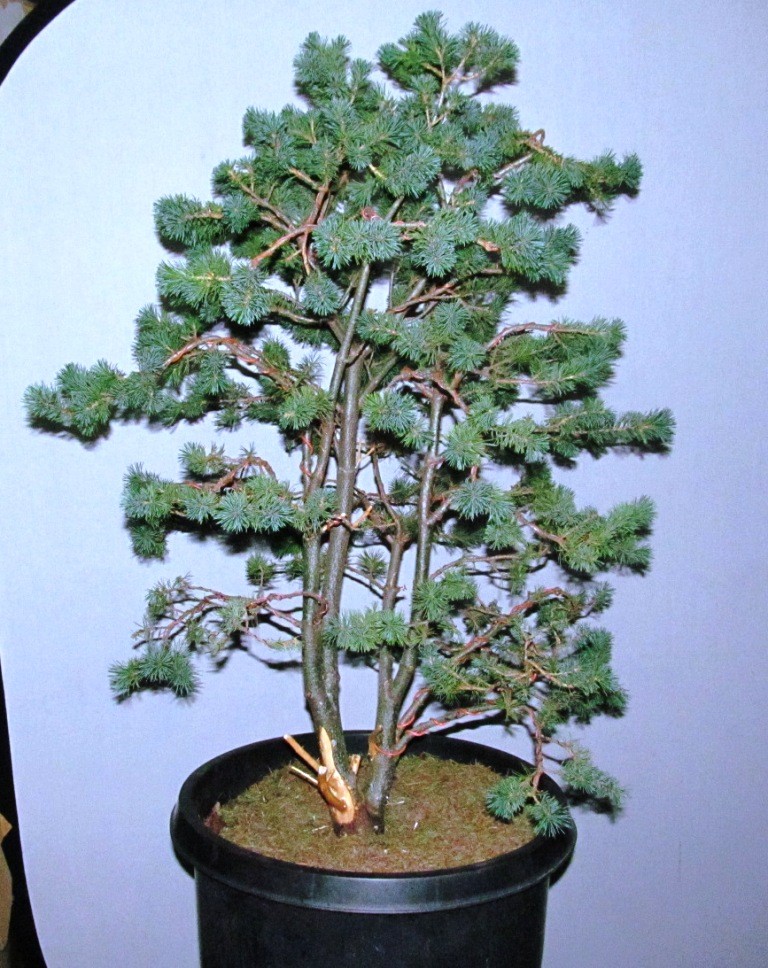 Pinus parviflora 'Adcock's Dwarf' - 1st Styling 00110