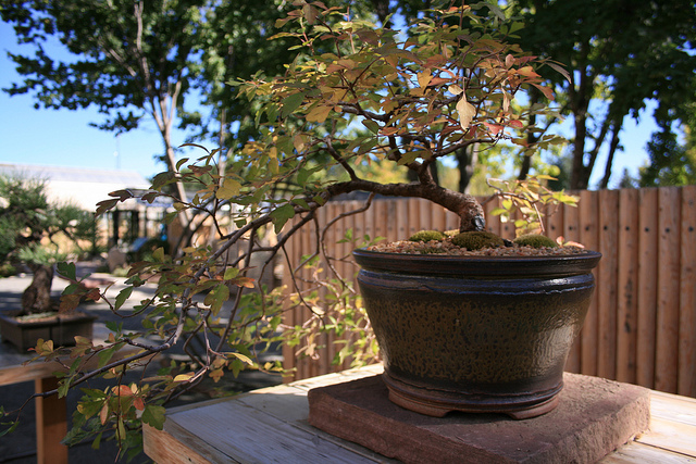 Rhus Trilobata - Autumn Amber Sumac 10028210