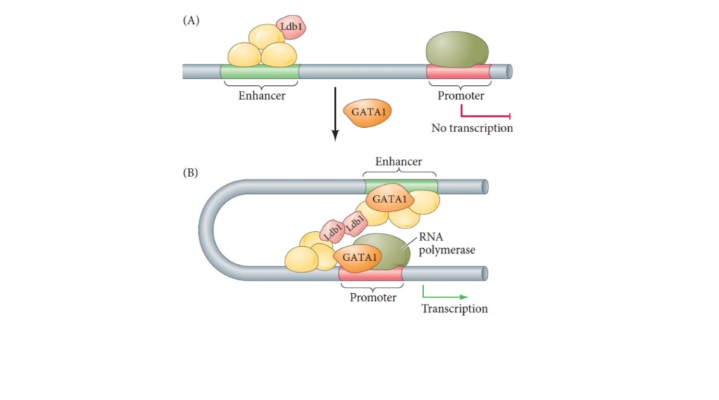 One of the necessary mechanisms of multicellular complexity: the Gene regulatory network: By evolution, or design? 1122