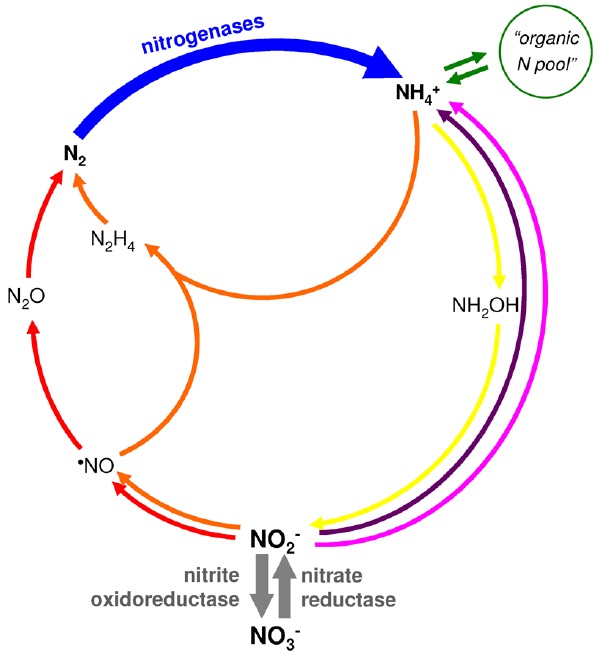 Proteins with molybdenum clusters, essential for life 1126