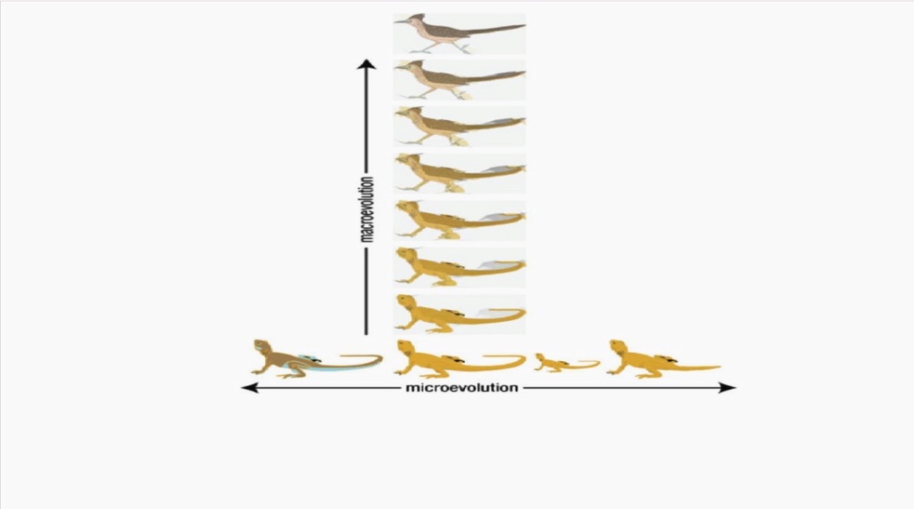 What are the REAL mechanisms of biodiversity, replacing macroevolution? 120