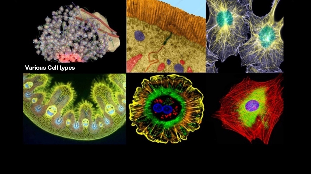 One of the necessary mechanisms of multicellular complexity: the Gene regulatory network: By evolution, or design? 121