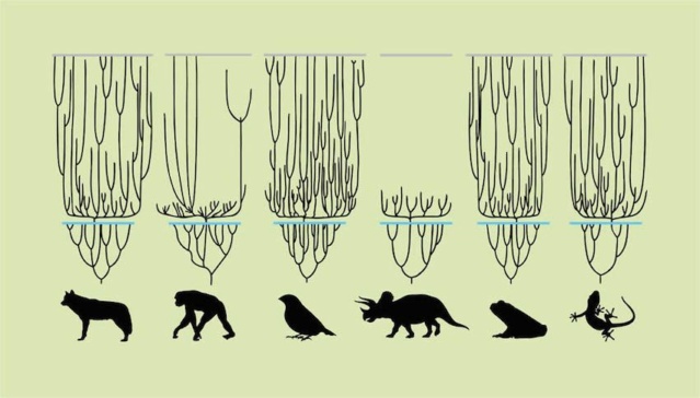 Evidence that all animal species on Earth today emerged about the same time as humans. 1c10b310