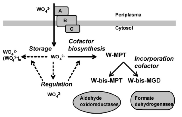 Proteins with molybdenum clusters, essential for life 222