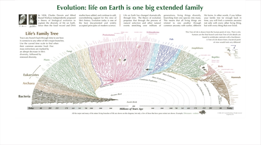 What are the REAL mechanisms of biodiversity, replacing macroevolution?  2317