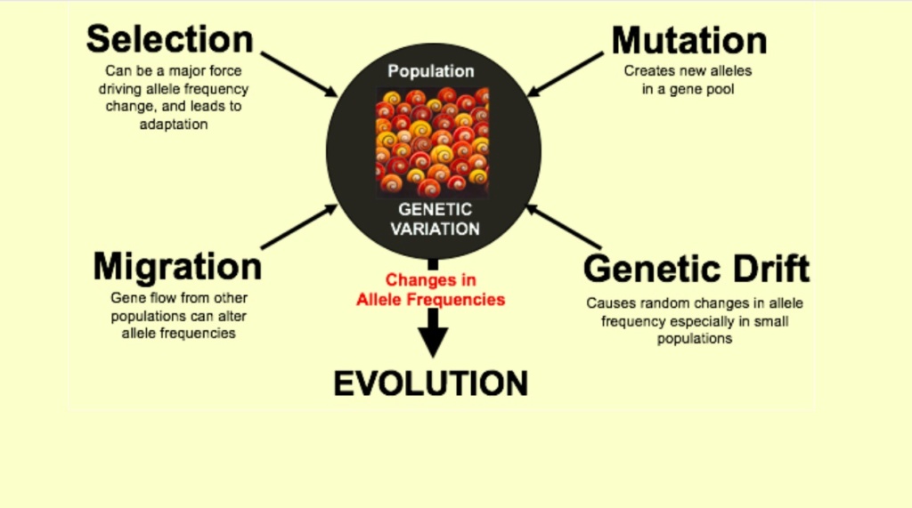 What are the REAL mechanisms of biodiversity, replacing macroevolution? 2416