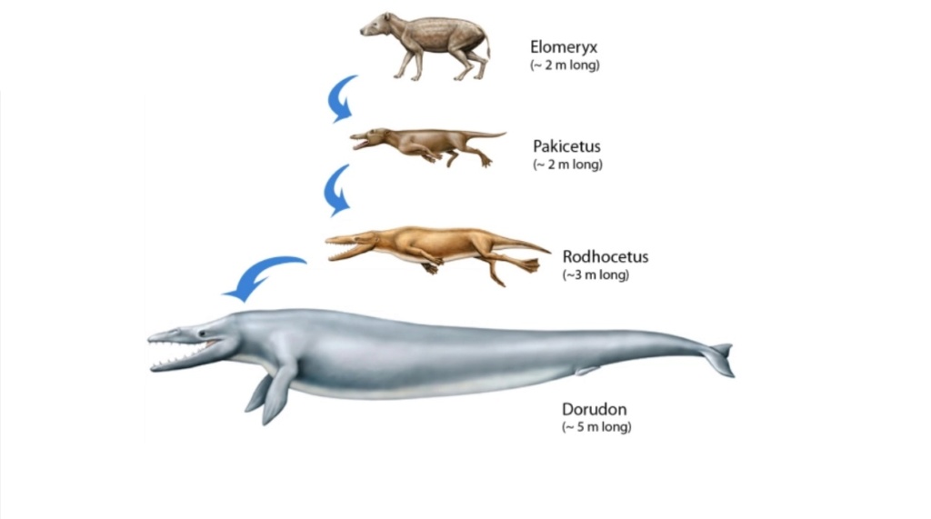 What are the REAL mechanisms of biodiversity, replacing macroevolution?  2715