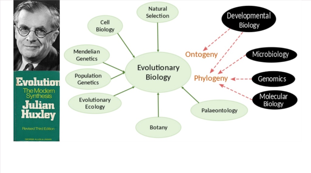 What are the REAL mechanisms of biodiversity, replacing macroevolution?  2815