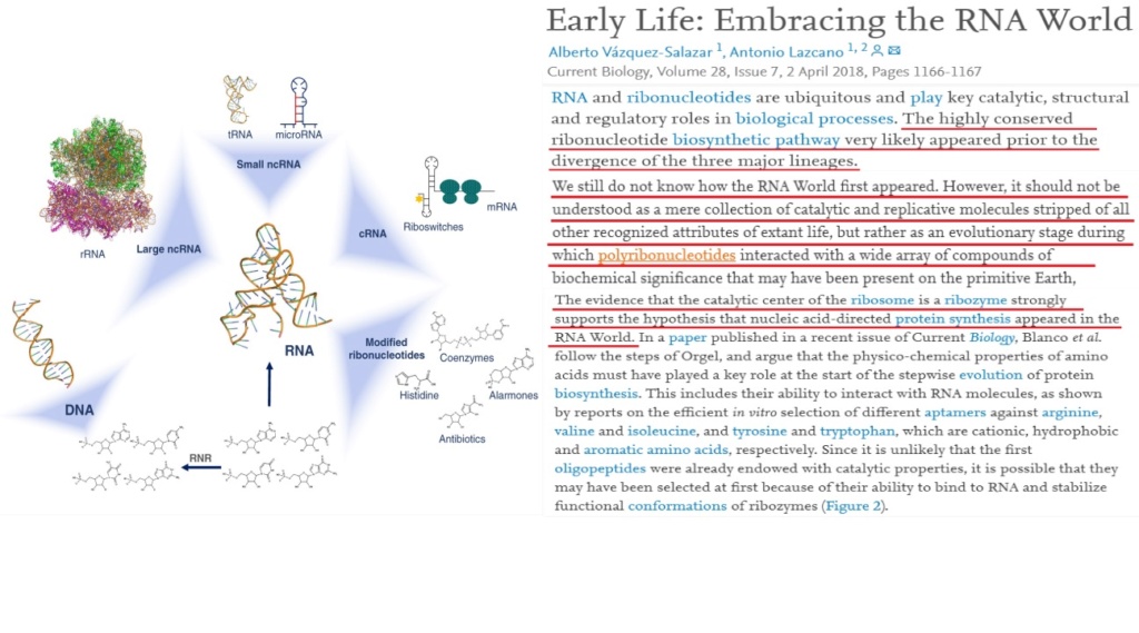 RNA & DNA: It's prebiotic synthesis: Impossible !!  2eeeee10