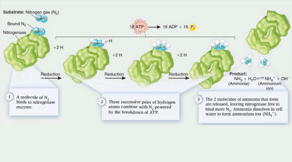 Chemical evolution of amino acids and proteins ? Impossible !!  3116