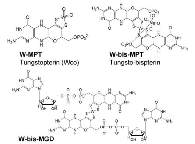 Proteins with molybdenum clusters, essential for life 329