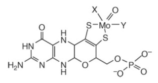 Proteins with molybdenum clusters, essential for life 427