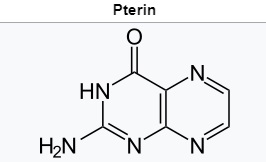 Proteins with molybdenum clusters, essential for life 525