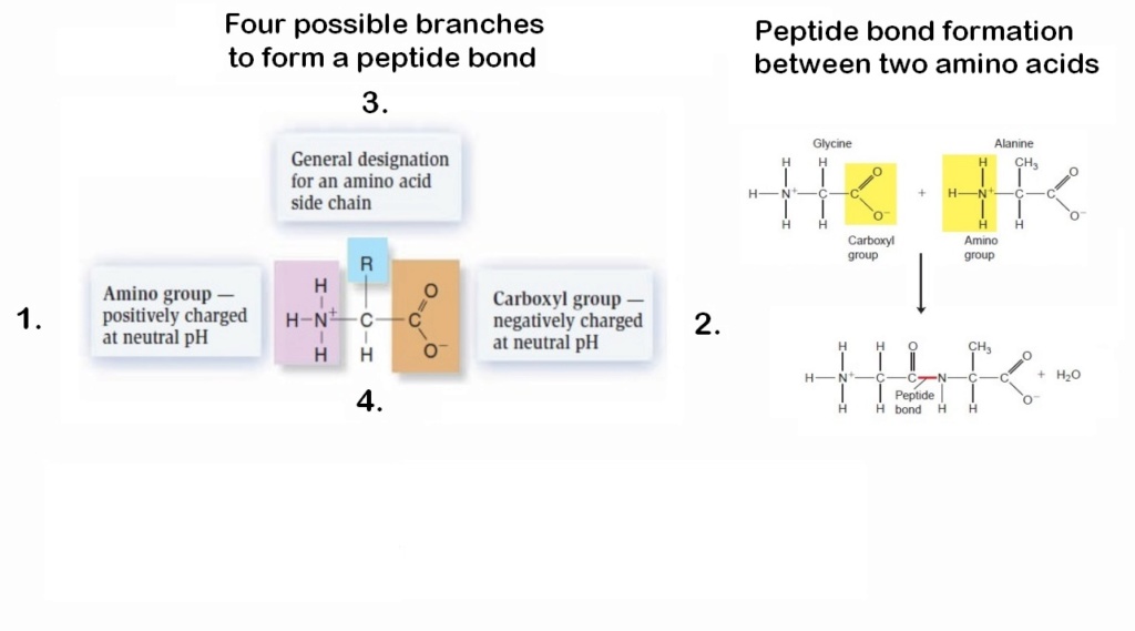 Chemical evolution of amino acids and proteins ? Impossible !!  6914