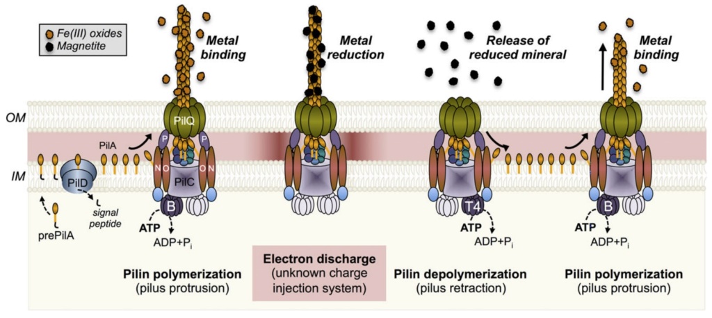 Electroactive bacteria build electric wires all over the Globe, break down organic waste, and purify water ultrafast: Mindblowing !! Adafaf11