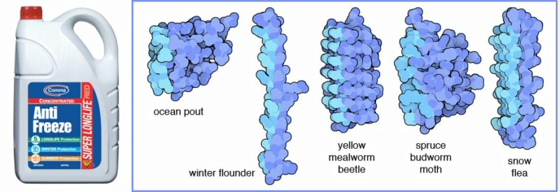 Antifreeze proteins: By evolution, or design?  Antifr10