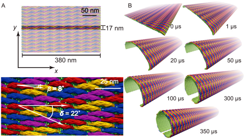 F-BAR domain proteins that sculpture membranes: By evolution, or design?  Bar_la10