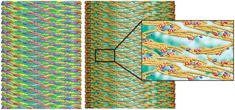 F-BAR domain proteins that sculpture membranes: By evolution, or design?  Bar_la11