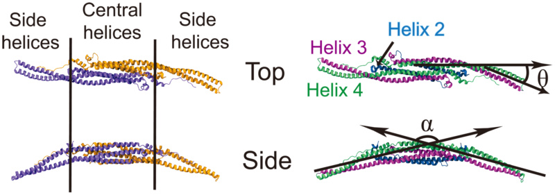 F-BAR domain proteins that sculpture membranes: By evolution, or design? Bar_pr10