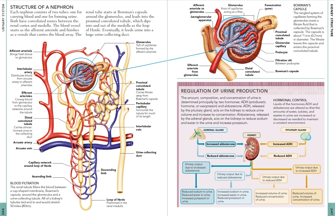 Human kidneys, how do they work? Bowman10