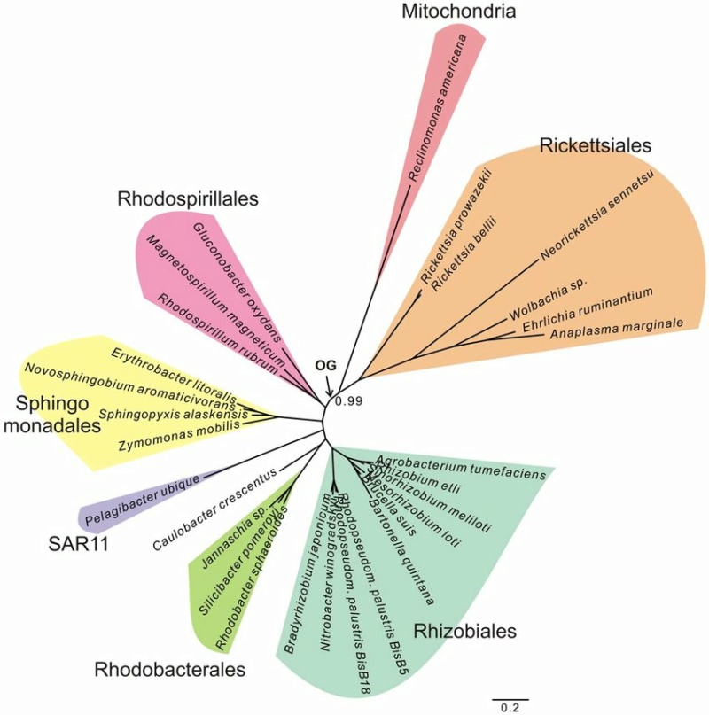 Evolution of bacteria Ca-pel10