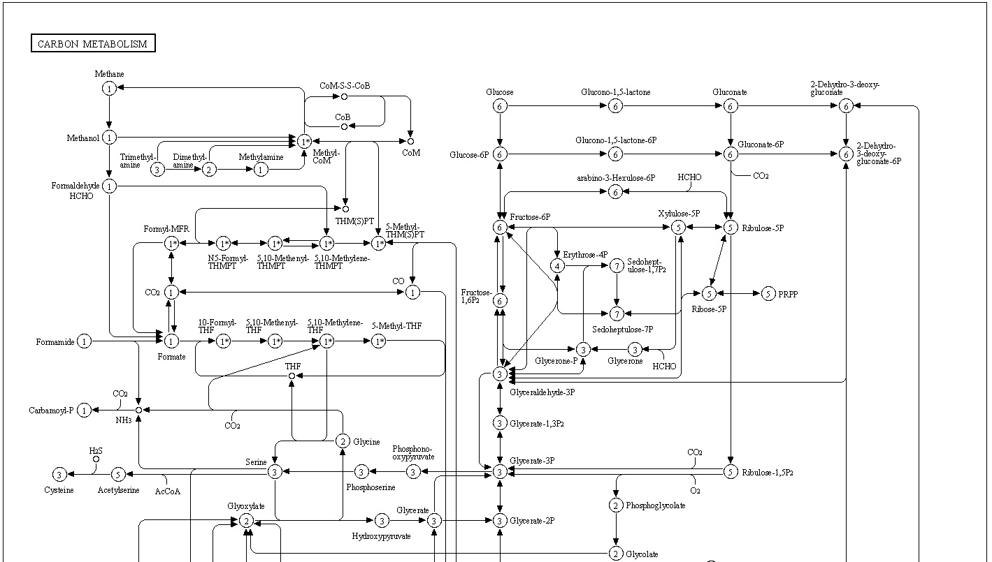 Carbon metabolism is the most basic aspect of life. Carbon11