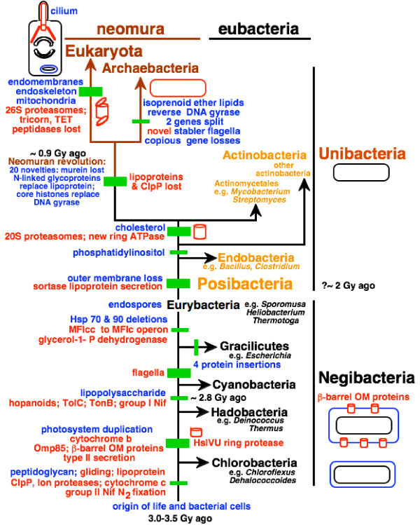 Evolution of bacteria Chloro11