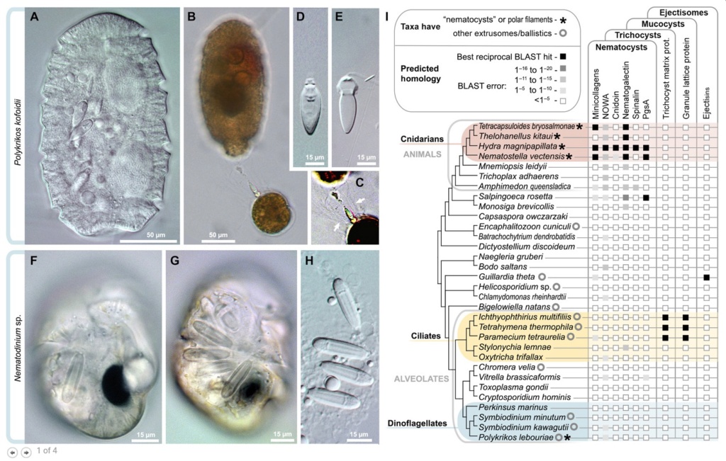 A dinoflagellate protist which has eyes like in vertebrates, and ballistic multi-barrel guns for taking out prey. By design, or evolution? Cnidar10