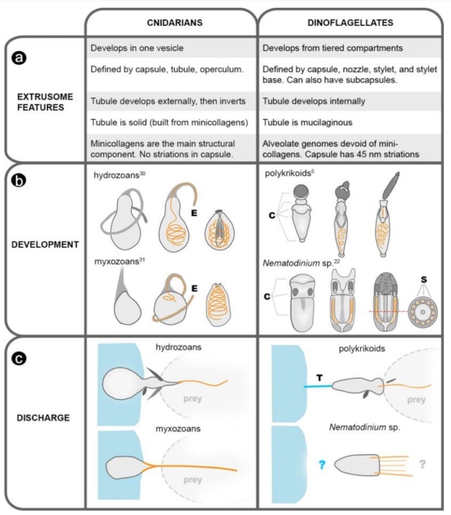 A dinoflagellate protist which has eyes like in vertebrates, and ballistic multi-barrel guns for taking out prey. By design, or evolution? Cnidar12