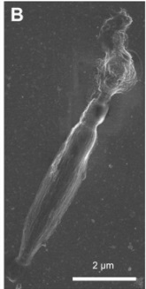 A dinoflagellate protist which has eyes like in vertebrates, and ballistic multi-barrel guns for taking out prey. By design, or evolution? Cnidar16