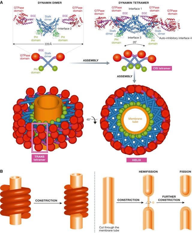 The boa constriction of the protein world: By evolution, or design? Dynami10