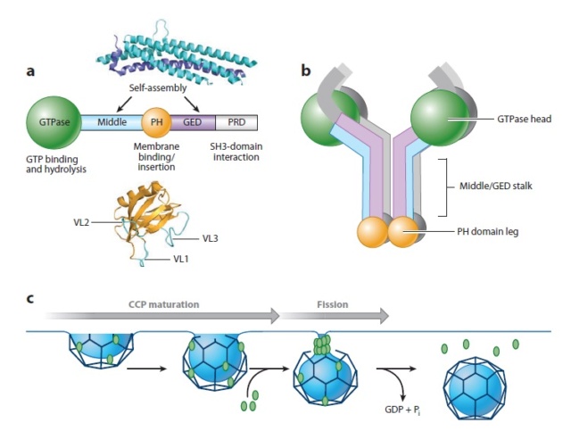 The boa constriction of the protein world: By evolution, or design? Dynami11