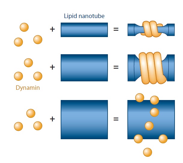 The boa constriction of the protein world: By evolution, or design? Dynami12